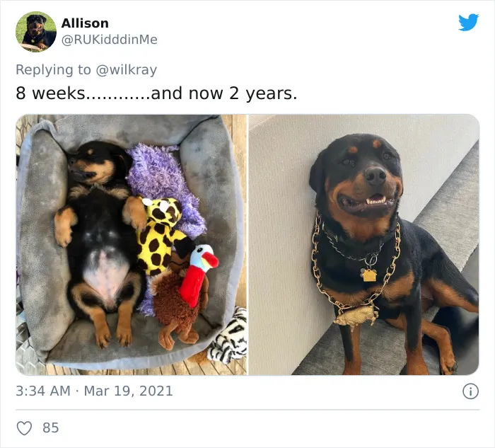 People Are Sharing Sweet 'Then Vs. Now' Photos Of Their Dogs Growing Up Quickly (35 Pics)