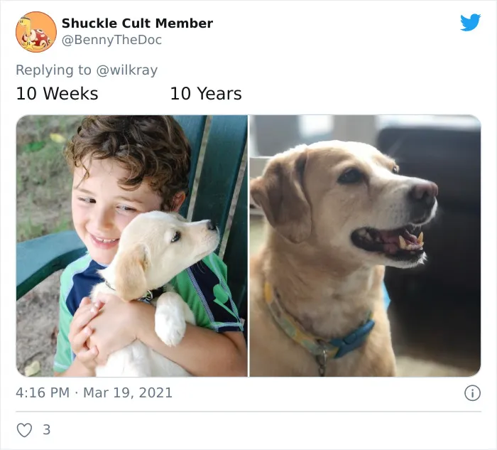 People Are Sharing Sweet 'Then Vs. Now' Photos Of Their Dogs Growing Up Quickly (35 Pics)