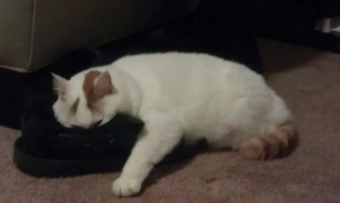 Slipper Stinker