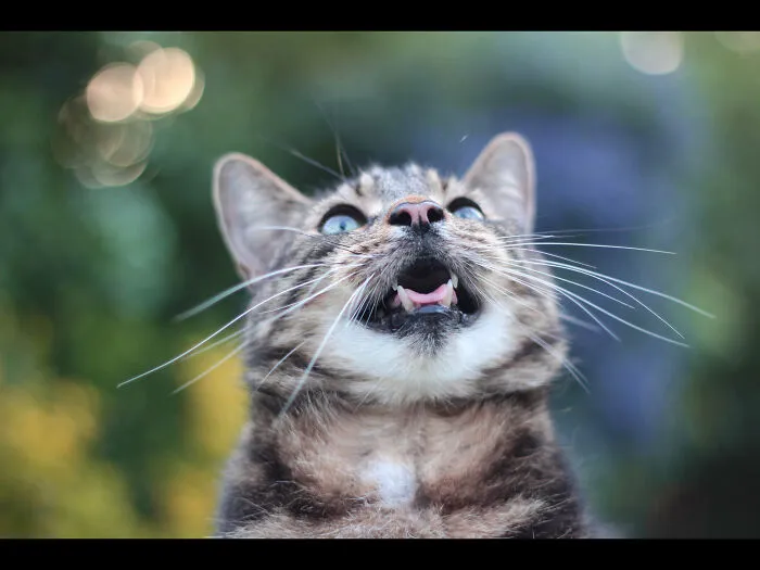 Tommi (No Longer With Me 😢) Had A Heart Of Gold And Loved Life And Cuddles.