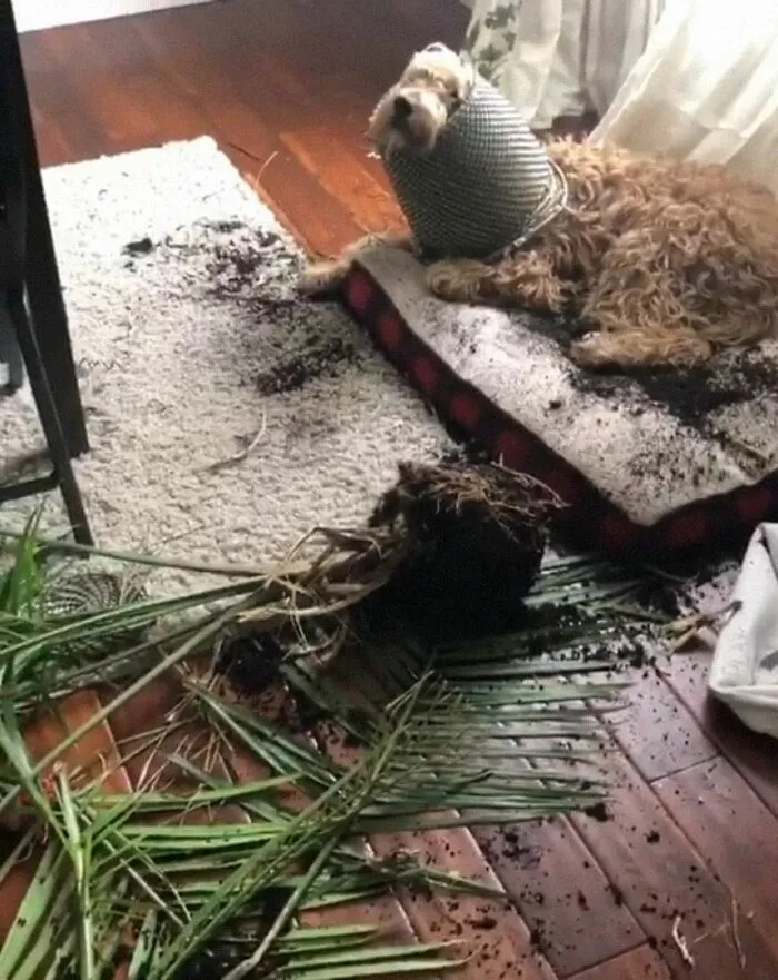 Se ha convertido en una planta