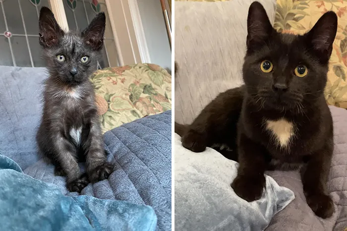 After My Cat Died I Decided To Pick Up This Small Guy Who Looked Healthy When We Got Him, But We Soon Learned He Had A Horrible Ringworm Infestation. I Spent The Next 4 Months Healing This Little Guy