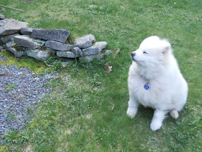 My Samoyed "Sasha" Looking All Elegant!