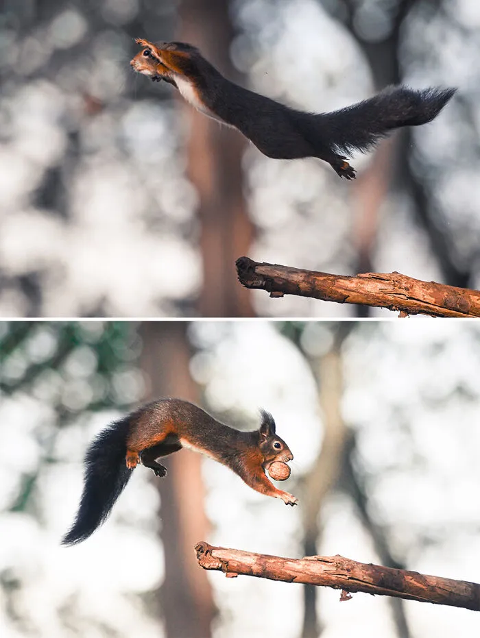 I've Been Photographing Red Squirrels For 6 Years, Here Are My 19 Photos To Show How Acrobatic They Really Are