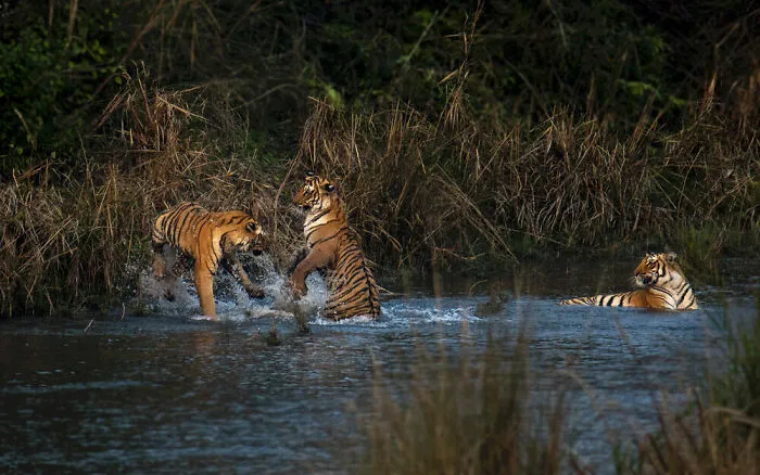 Behaviour - Mammals, Bronze: Nabarun Majumdar, India