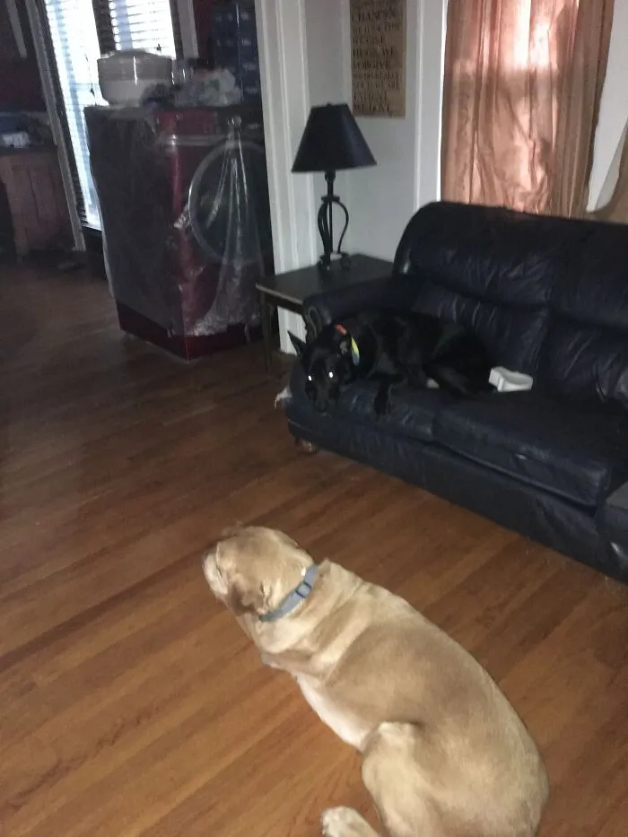 The Black One Is Charlie And The Other One Is Bones