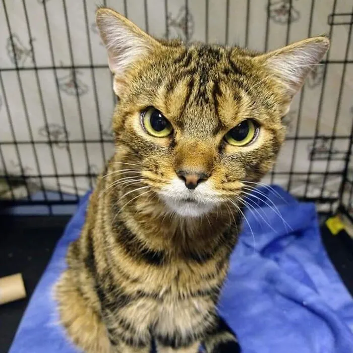 My Cat After I Do Yoga On The Rug He Is On Nine Hours A Day
