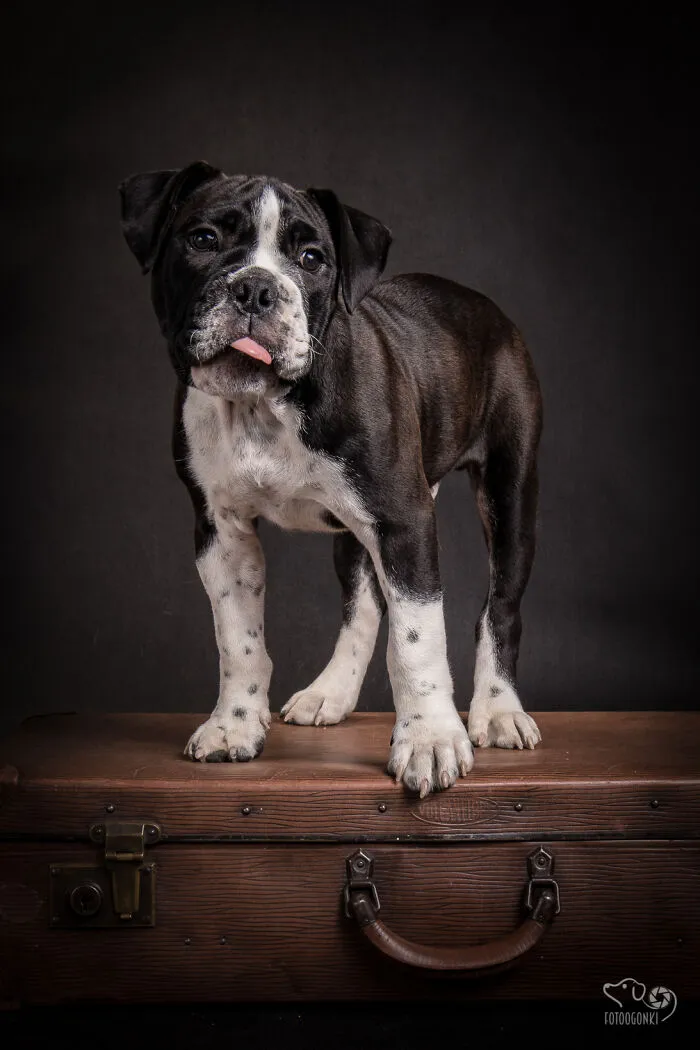 We Invited The Most Unique Models To Our Animal Photography Studio (19 Pics)