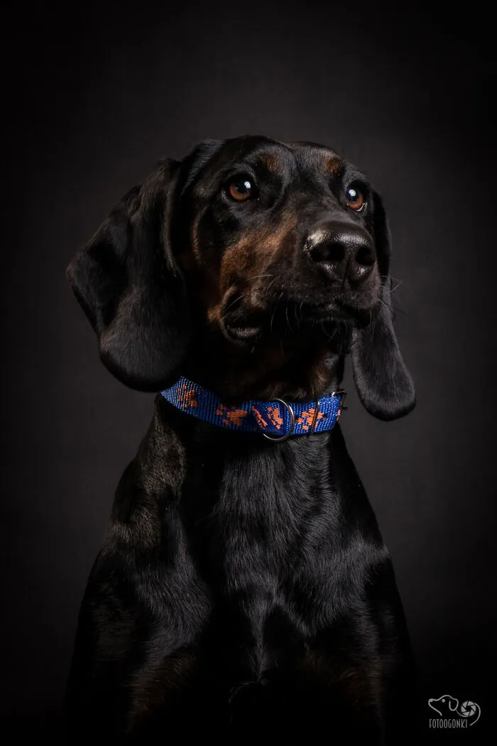 We Invited The Most Unique Models To Our Animal Photography Studio (19 Pics)