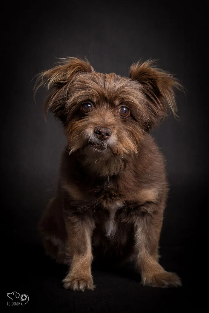 We Invited The Most Unique Models To Our Animal Photography Studio (19 Pics)