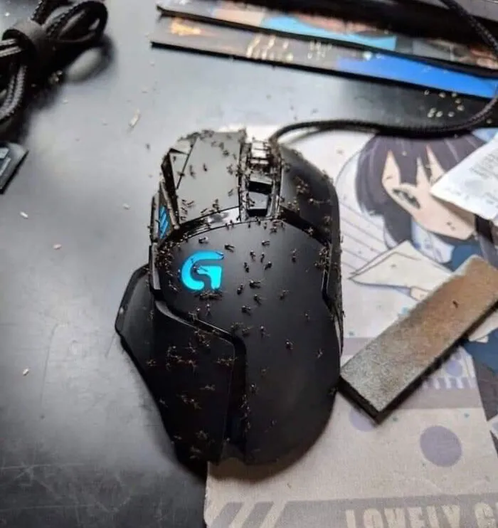 No use limonada para limpiar su ratón. Pensé que la acidez limpiaría la acumulación de migas y grasa de Cheeto, pero sólo atrajo a estas hormigas. Estuve fuera de casa durante 2 días, y al llegar veo esto en mi escritorio
