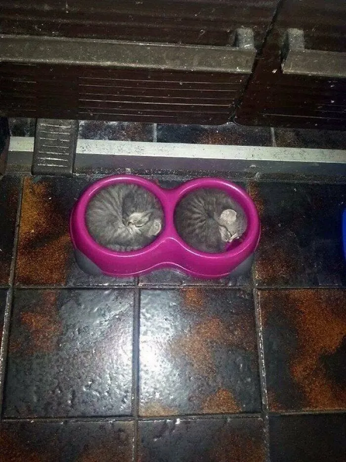 43 Gatos que se encuentran en lugares donde no deberían estar, y que nos hacen reír