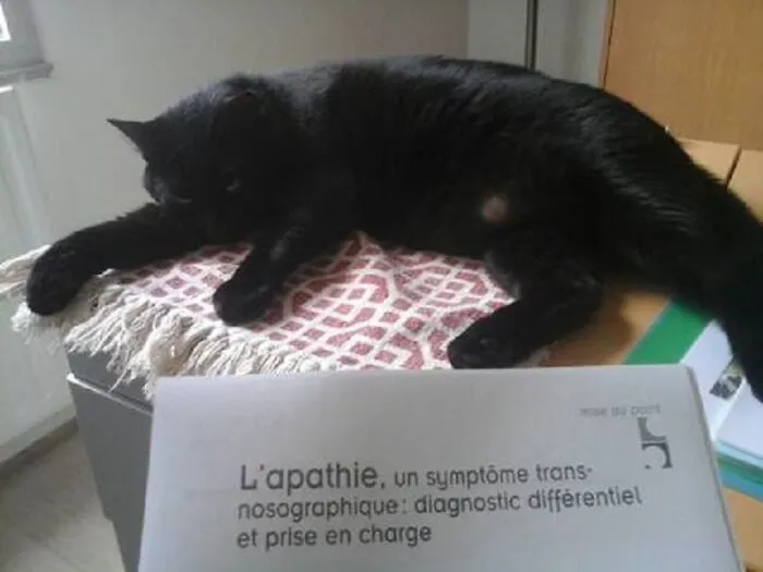 Sleepy On A Md Desk At An Hospital While I Was Working On Apathy