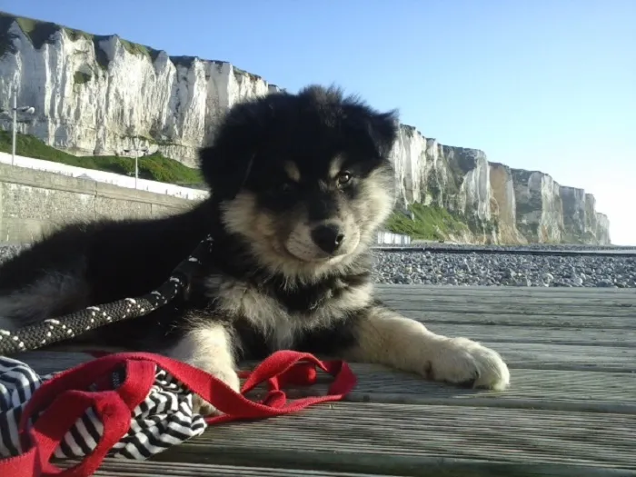 My 2 Month Old Rascal "I Was Not Chewing Your Beach Skirt..." Look