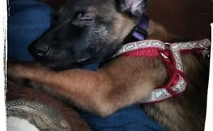 Hey Pandas, Post A Picture Of Your Sleepy Pet (Closed)