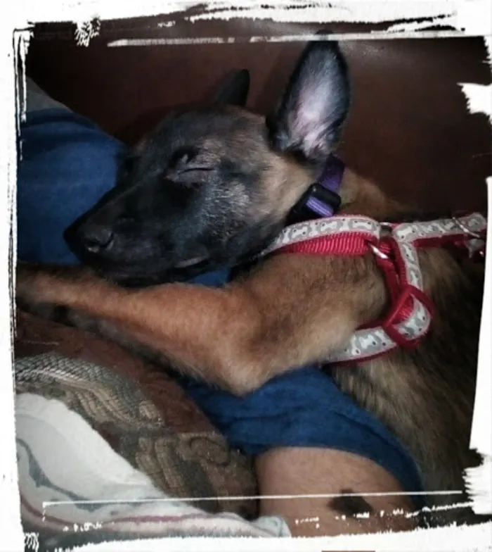 My Dog Faith Fell Asleep On My Arm