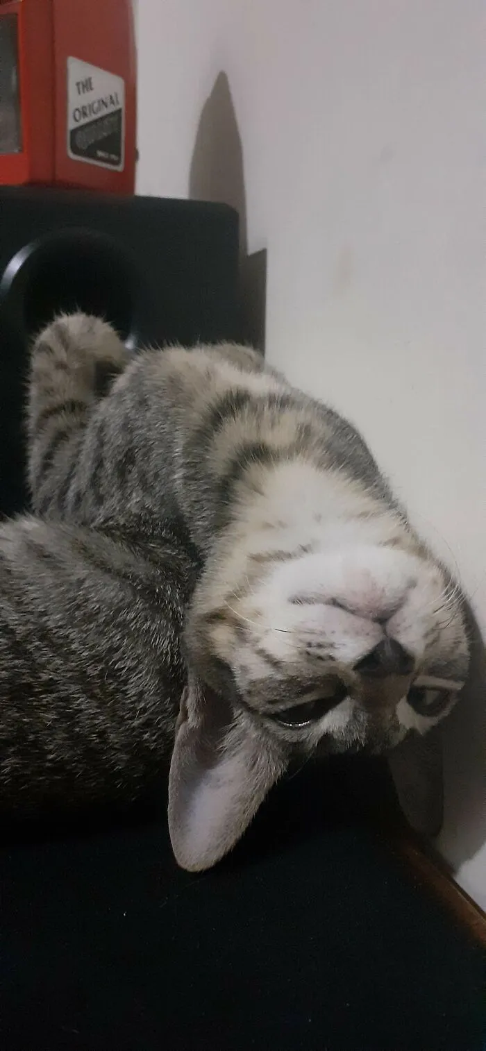 He Just Tired Of Not Getting Attention