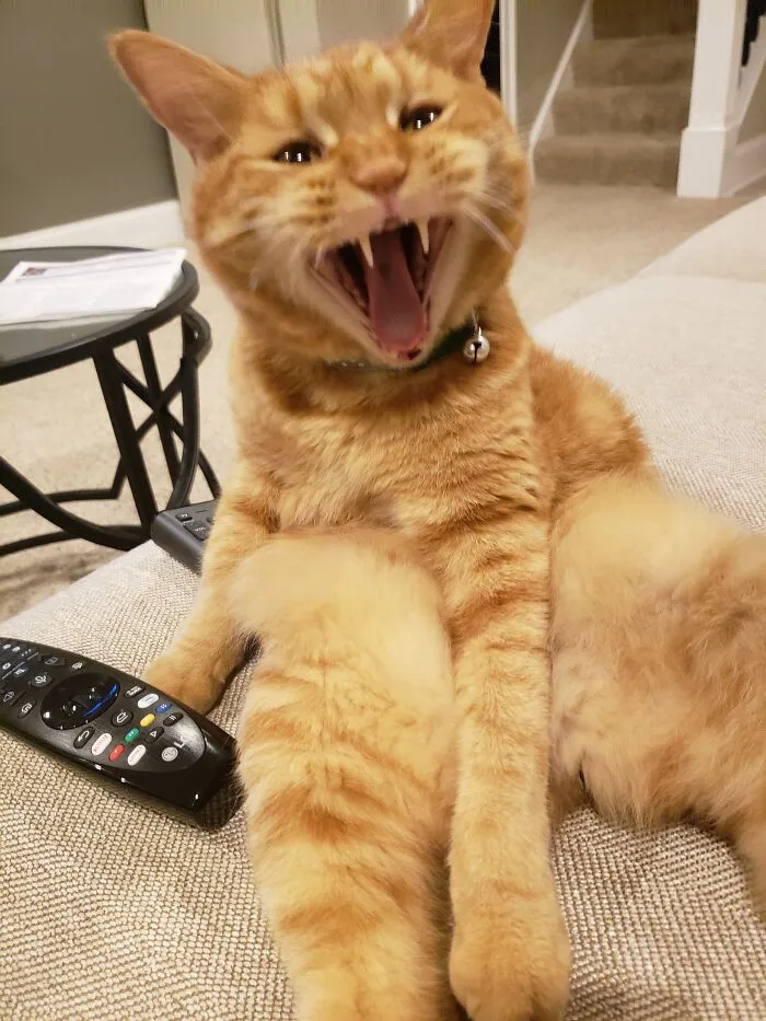 Vampire Cat