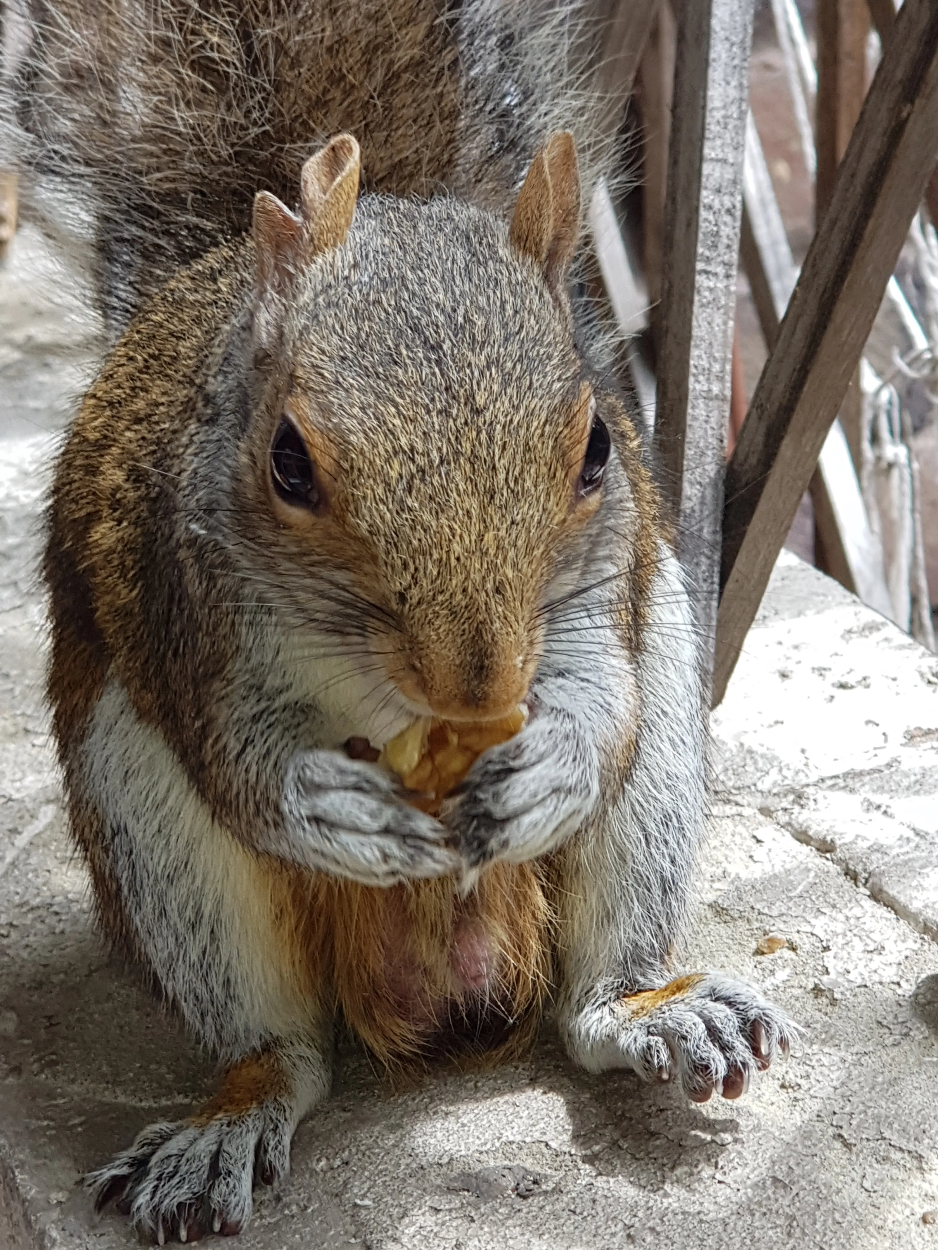 Scareface The Squirrel