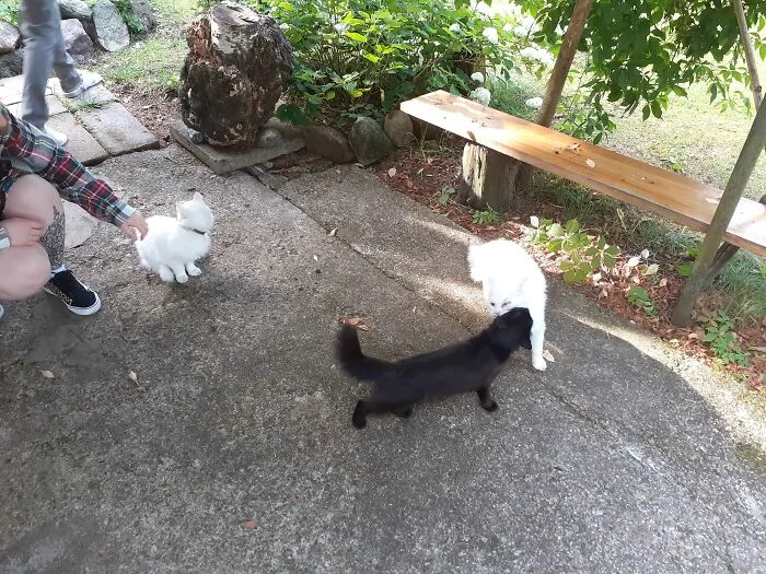2 Onky Conks And 1 Bystander