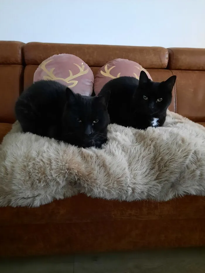 My Beautiful Ladies; Nomi & Sissi