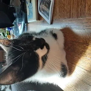 meowlly:3