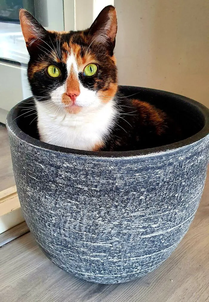 The Lady Mystique, Who Thinks She's The Prettiest Plant In The House