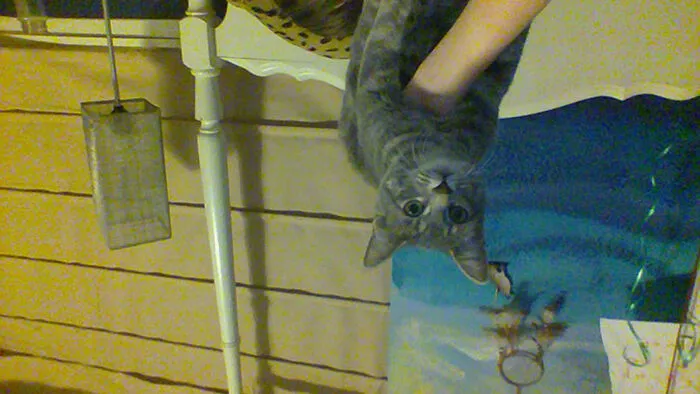 Freya Turns Into A Bat