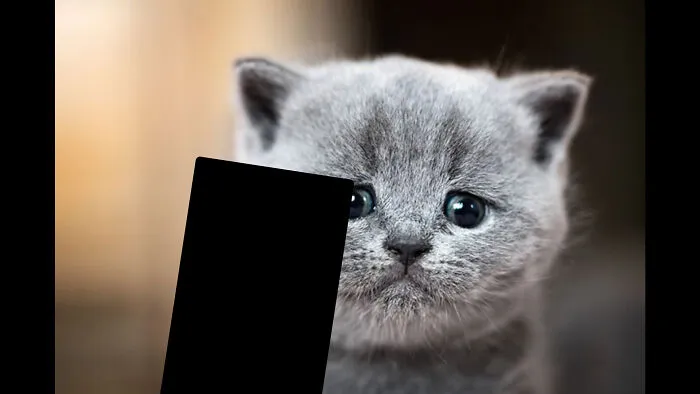 The Cat Has A Phone With A Bored Panda Account!
