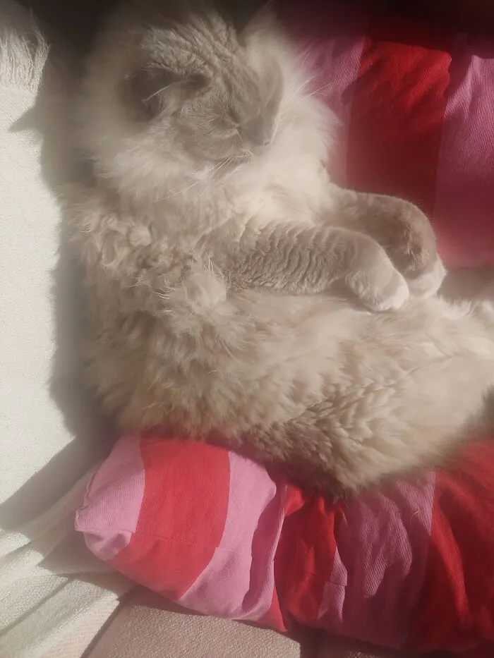 乁[ ◕ ᴥ ◕ ]ㄏ