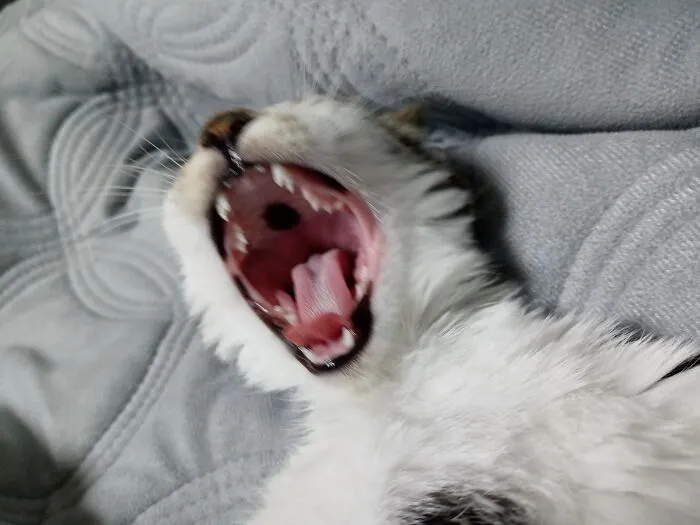 When She Yawns You Can See That She Has A Black Spot On Her Palate