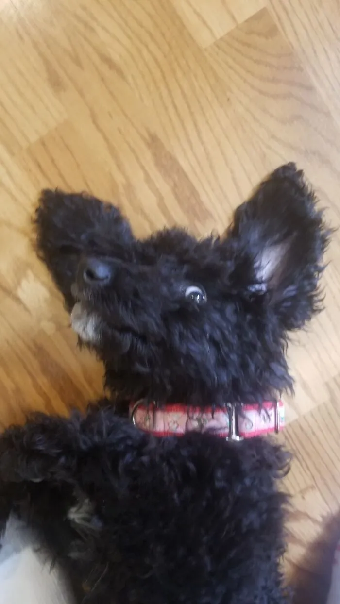 Goofy Dogo