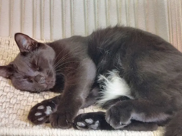 Dreaming Beanz...leave Me Alone Human...