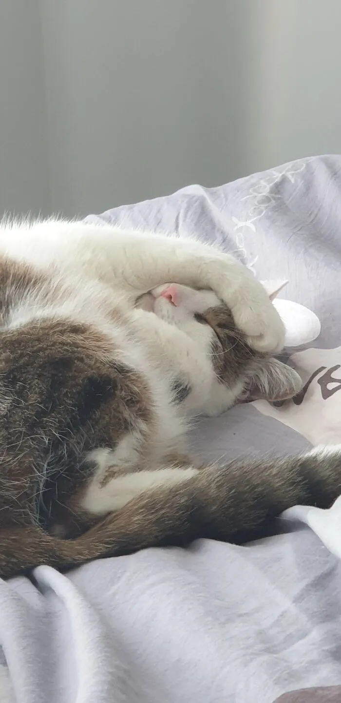 How My Cat Sleeps In During The Weekends