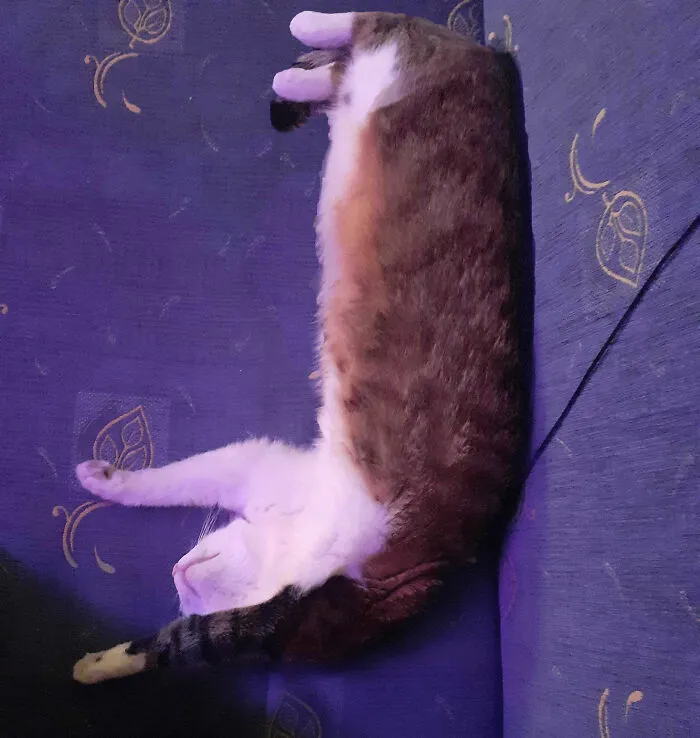 Elongate