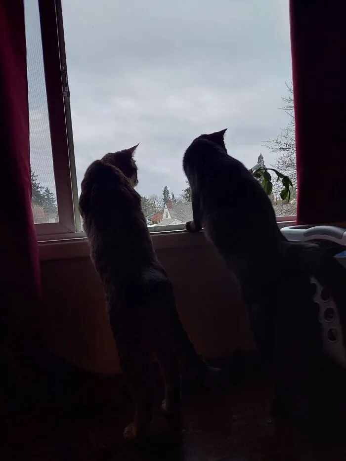 Watching The Garbage Truck Intently