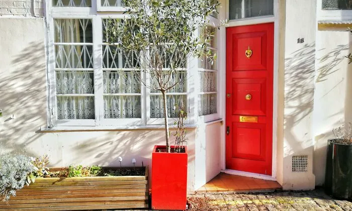 Red Olive Tree
