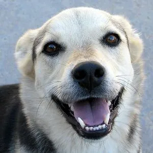 A dog