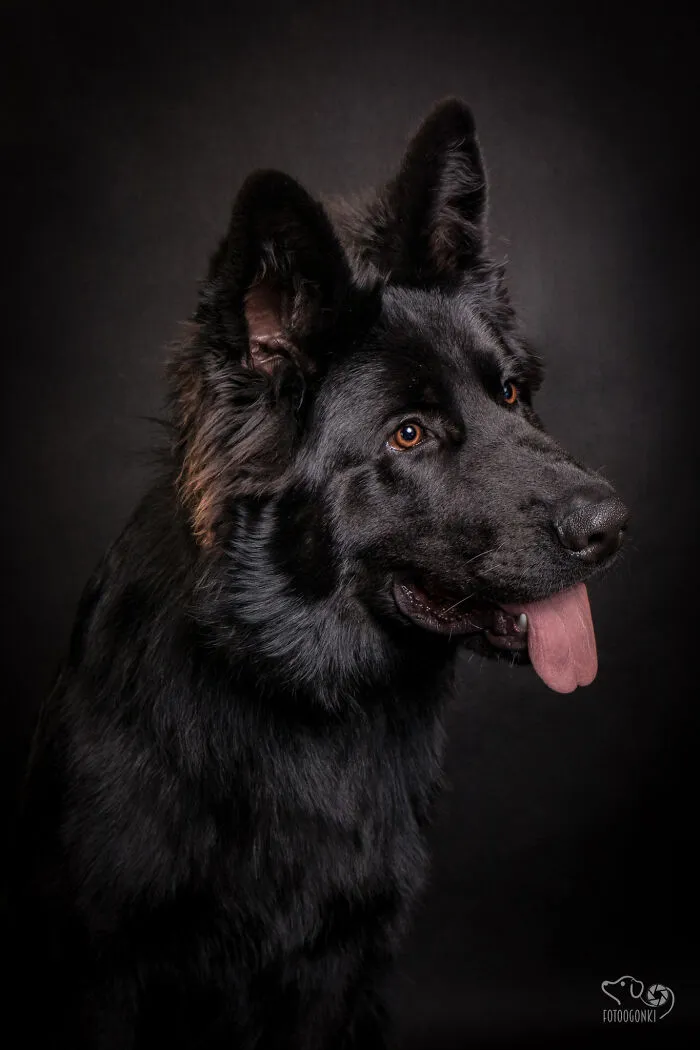 We Invited The Most Unique Models To Our Animal Photography Studio (19 Pics)