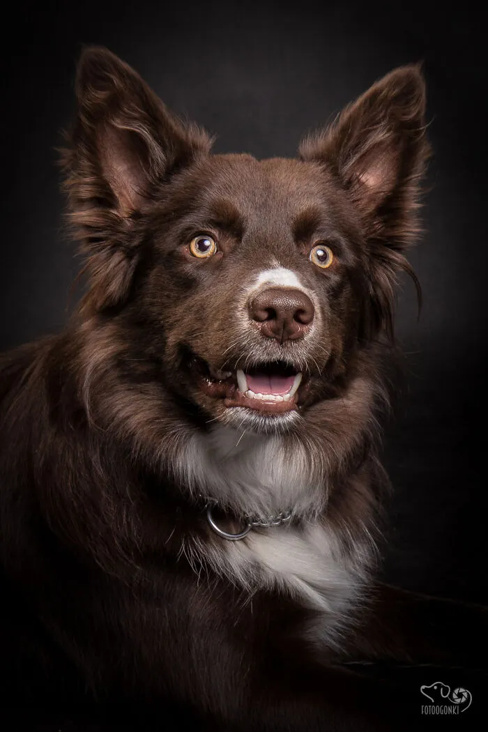 We Invited The Most Unique Models To Our Animal Photography Studio (19 Pics)