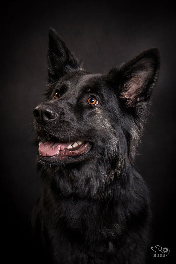 We Invited The Most Unique Models To Our Animal Photography Studio (19 Pics)