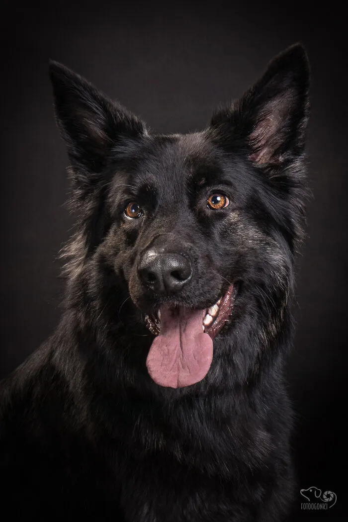 We Invited The Most Unique Models To Our Animal Photography Studio (19 Pics)