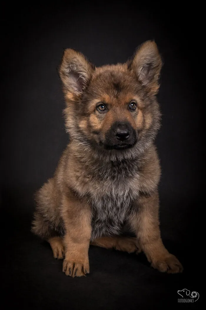 We Invited The Most Unique Models To Our Animal Photography Studio (19 Pics)