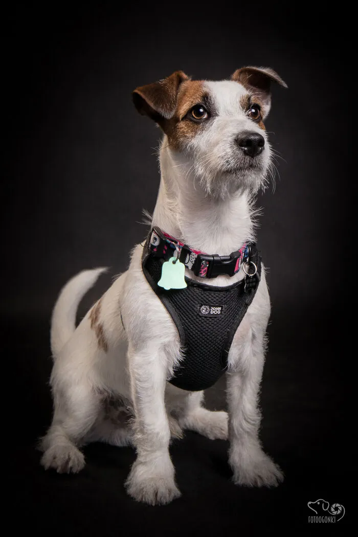 We Invited The Most Unique Models To Our Animal Photography Studio (19 Pics)