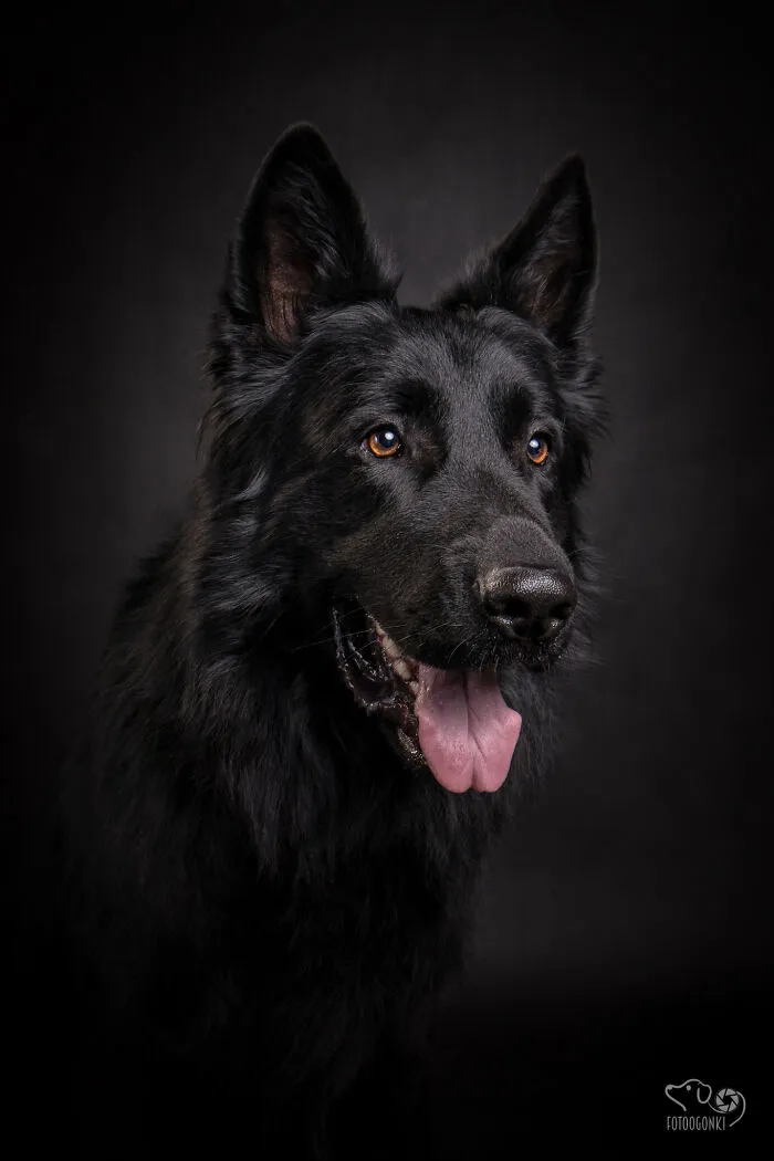 We Invited The Most Unique Models To Our Animal Photography Studio (19 Pics)