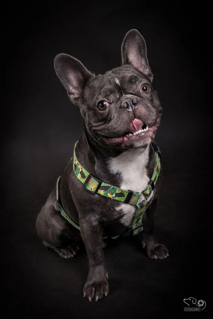 We Invited The Most Unique Models To Our Animal Photography Studio (19 Pics)