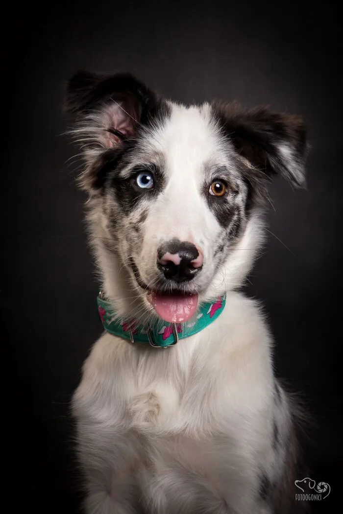 We Invited The Most Unique Models To Our Animal Photography Studio (19 Pics)