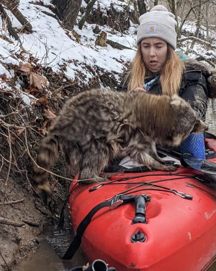 Así que ayudé a un mapache que no podía subir la resbaladiza orilla del río y estaba atascado en el agua. Me pagó sacudiéndose el agua sobre mí