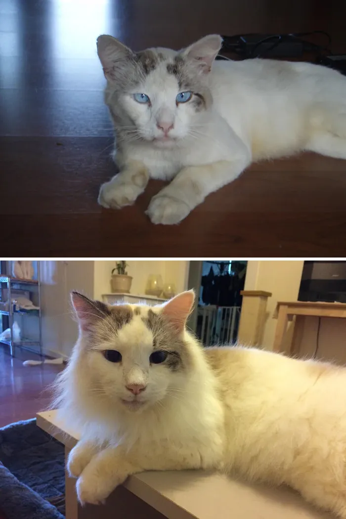 This Guy Showed Up On Our Porch One Day