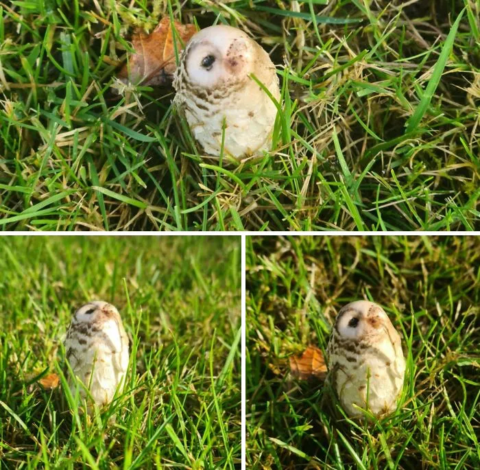 I Found A Mushroom That Looks Like A Little Owl
